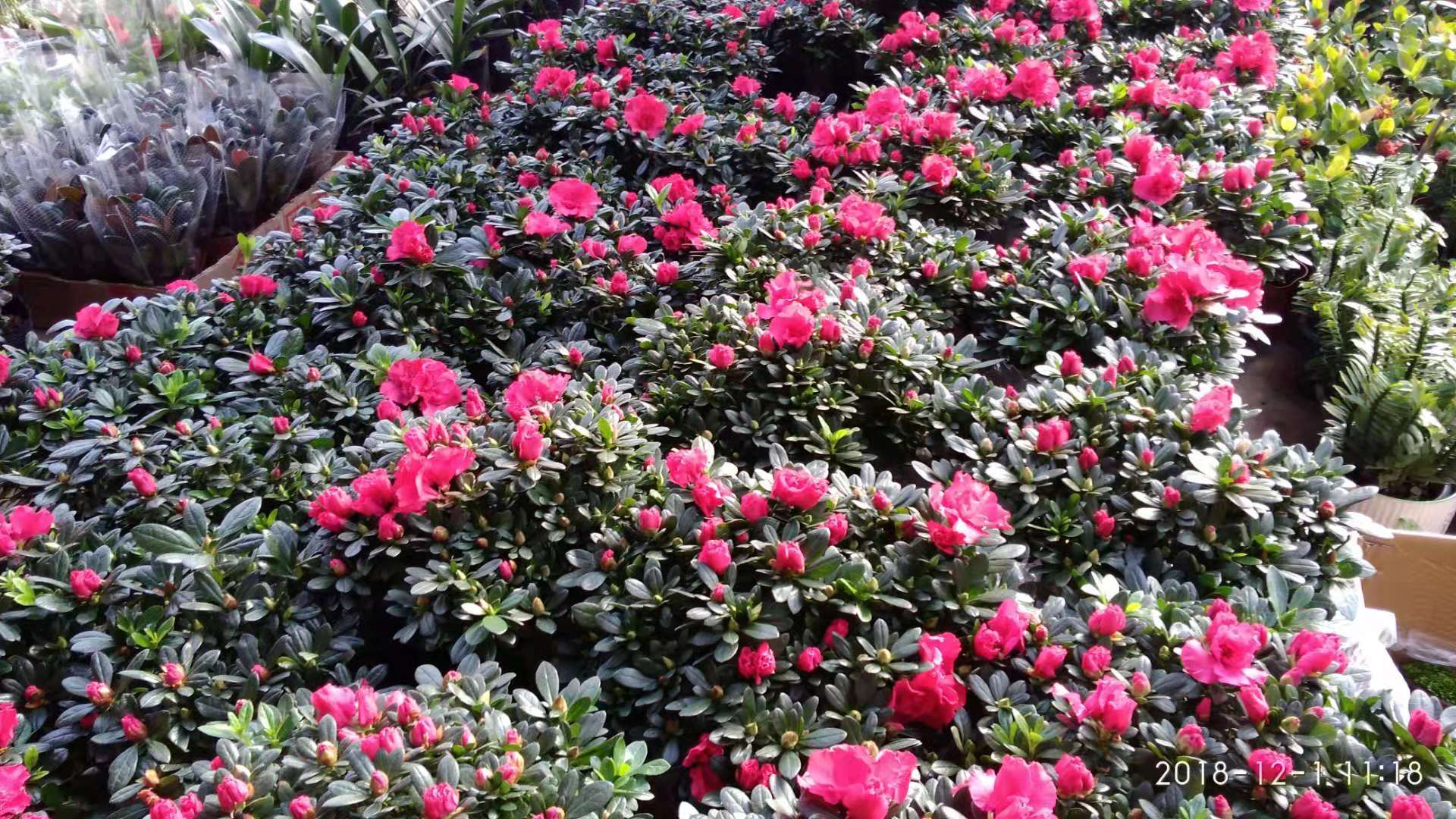 沈阳花卉市场扔花的地方,沈阳花卉市场