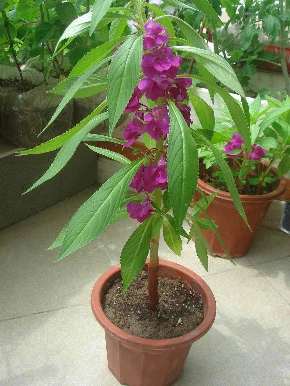 可以染发的植物果实,可以染发的植物图片和名字