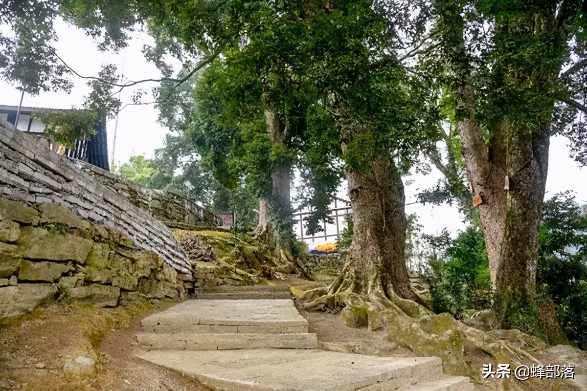 楠木是皇家专用的吗,金丝楠木现存的古树