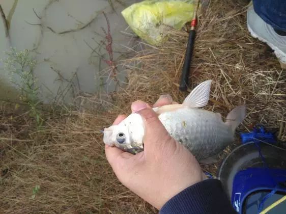 本汀神鹤和太极宗师,本汀神鹤鲫鱼竿