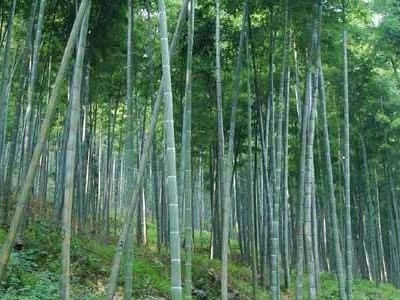 毛竹怎么种活,河南能种毛竹吗