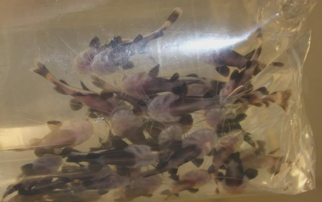 澳洲入境被遣返流程,澳洲三年不准入境禁令怎么解除