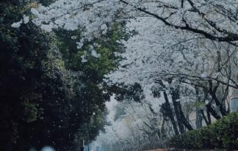 是心动啊，樱樱樱樱樱樱樱樱樱