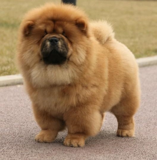 松狮幼犬怎么挑选,要挑选怎样的狗狗