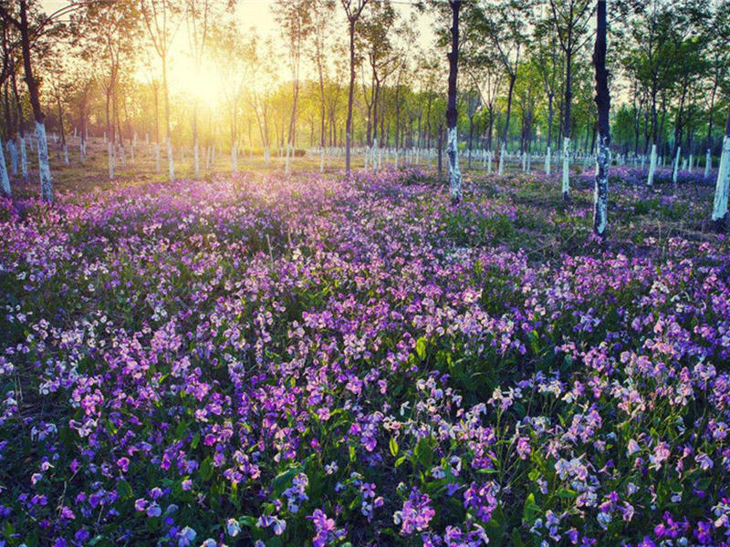 林下种植二月兰,宿根二月兰种植