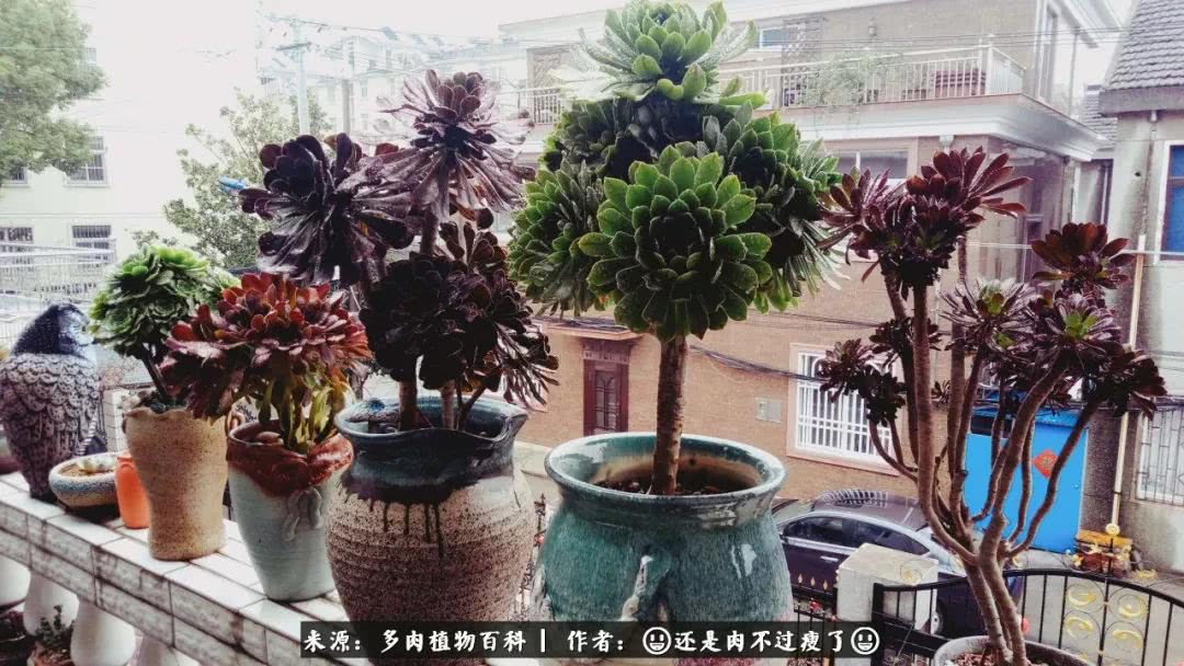 日照弘一法师,日照法师请师父