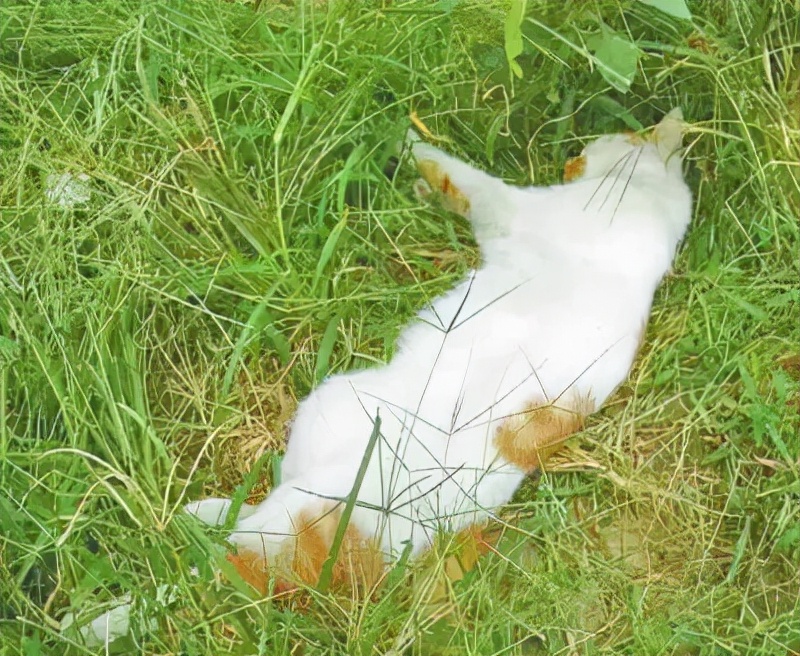 我为什么劝你别学医,在宿舍养猫很后悔