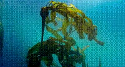 这什么神仙沐浴乳，号称给孩子洗澡不用冲还能净水护肤？