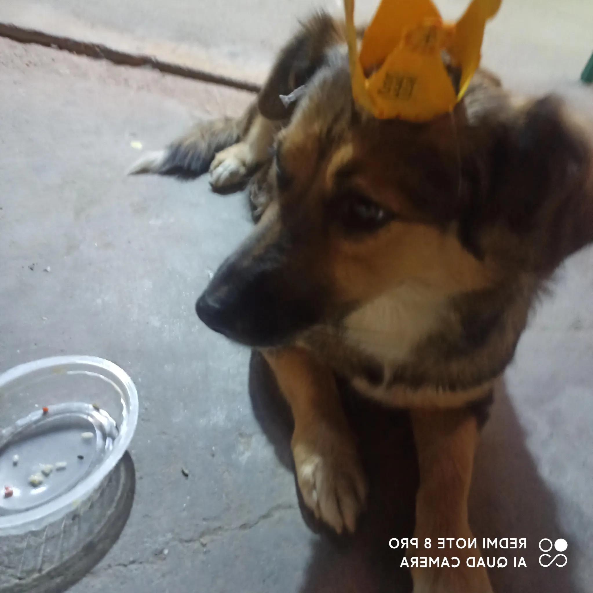 我的妈呀！2600块买来的史宾格，养了不到两周就丢了