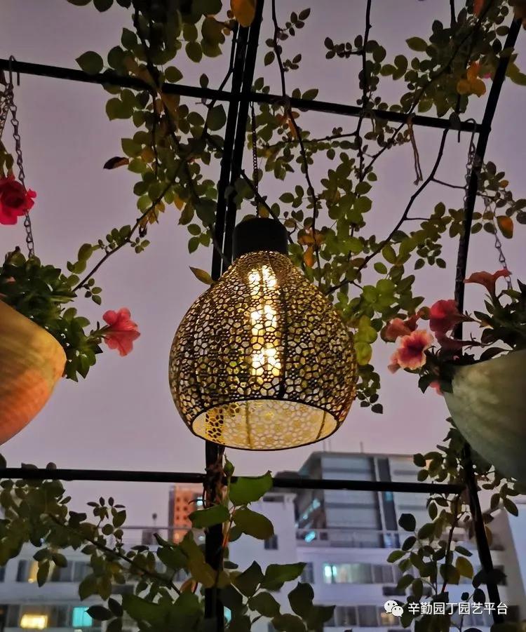 （2021）园丁奖阳台组《008号》星星的花园