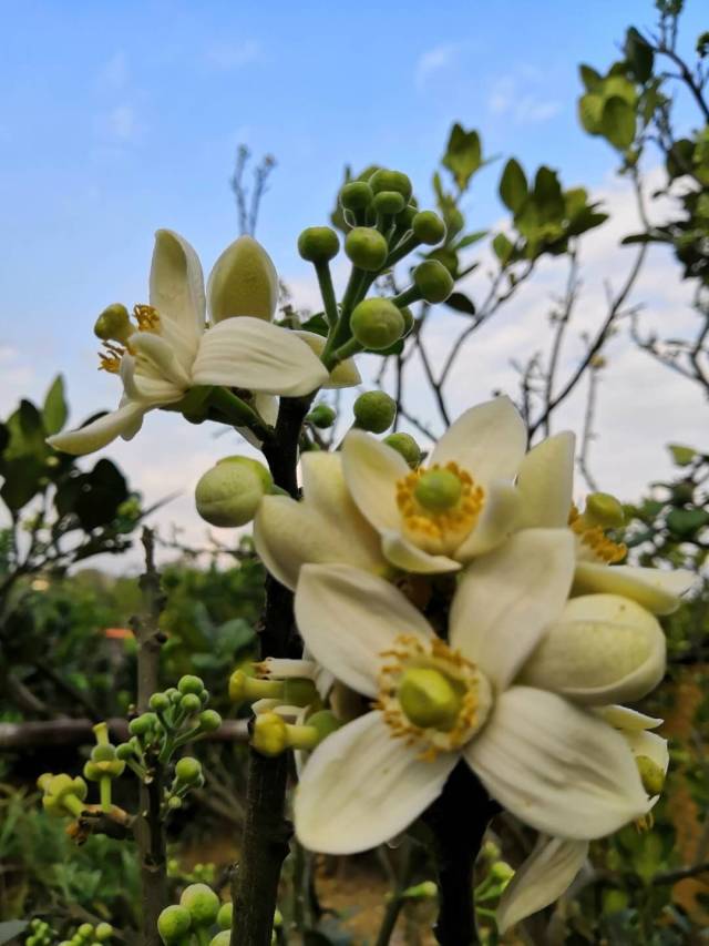 广东化州美华橘红,化州平定橘红花观赏点