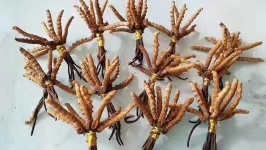 冬虫夏草滋补珍品,雪域之宝冬虫夏草
