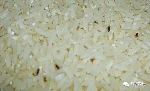 如何防止大米长出米虫,夏天防止大米生虫的最佳方法