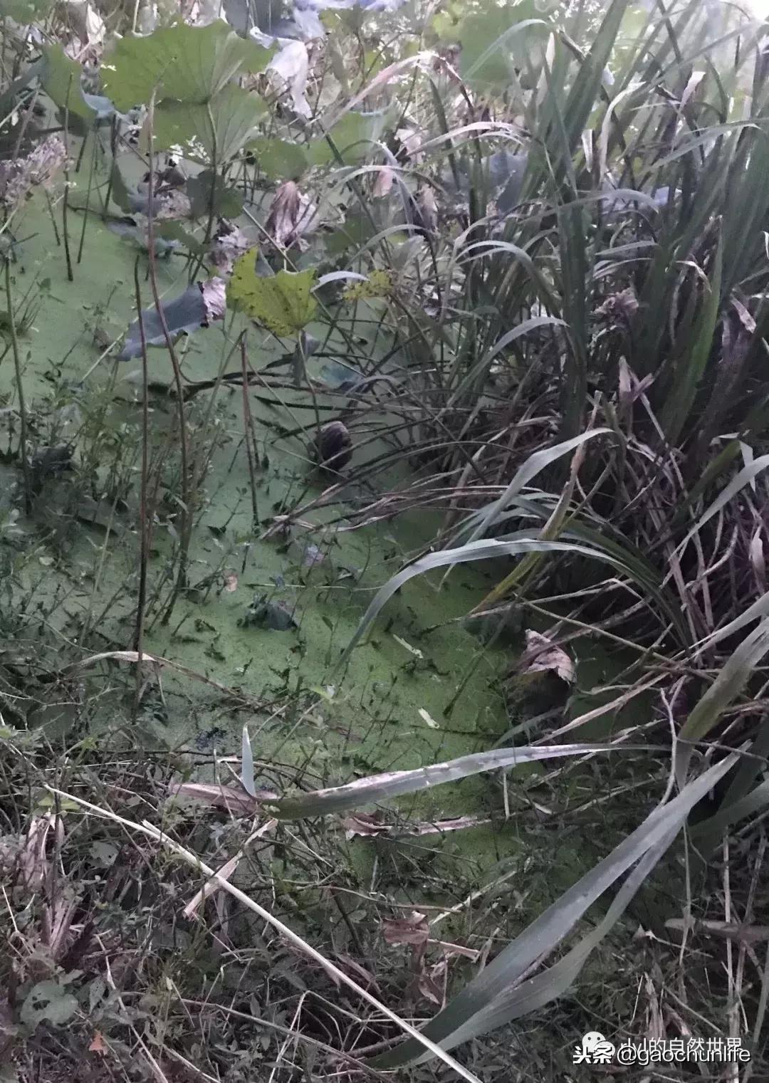 草龟难养,养草龟笔记