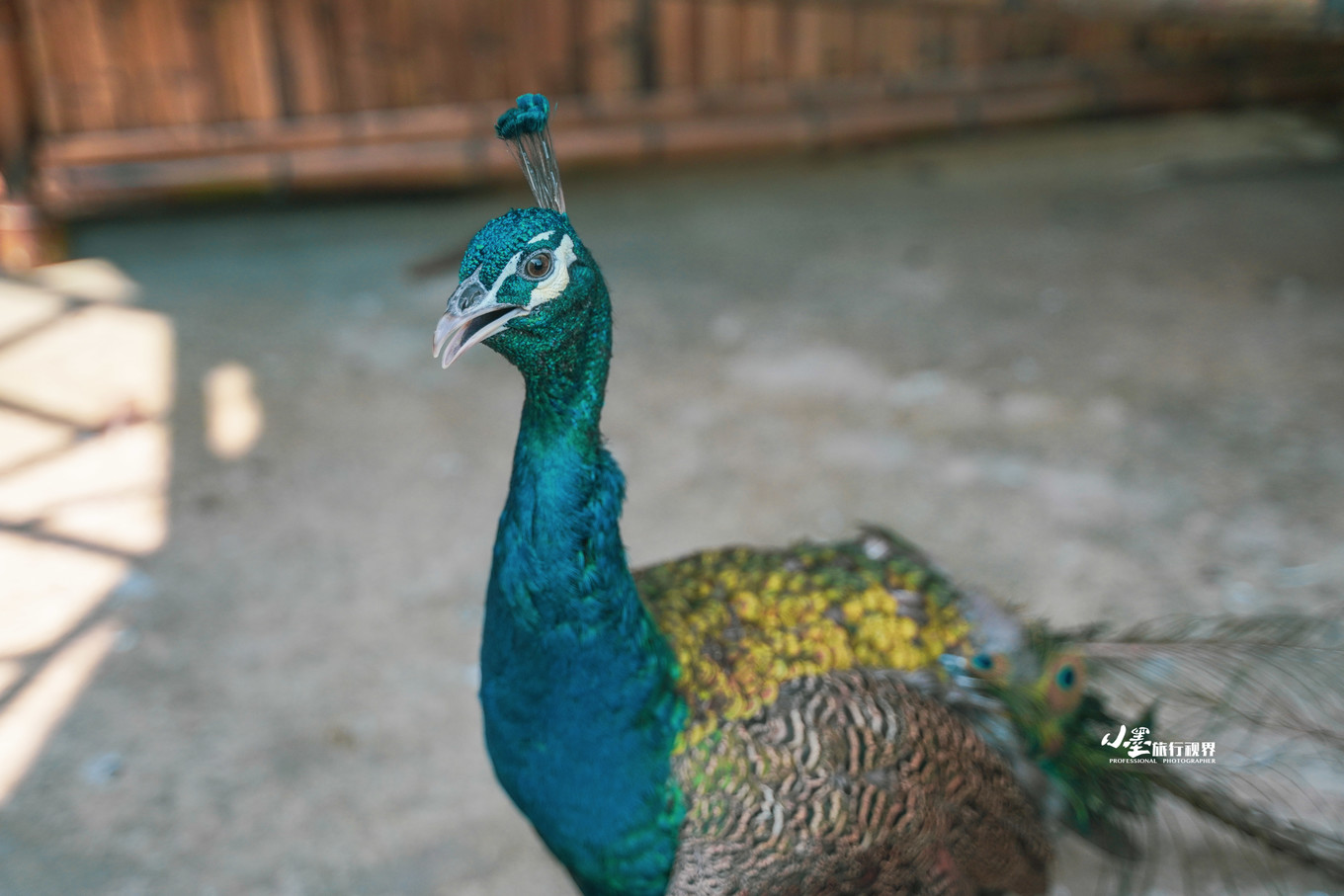 最接地气的大自然度假村,安吉旅游度假村推荐