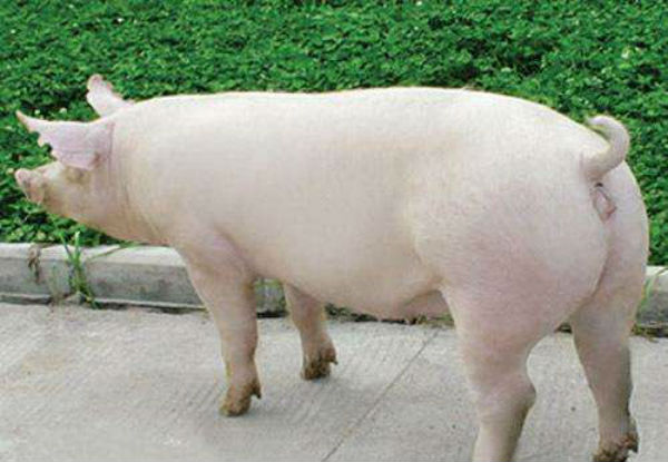 促进母猪受孕的方法,促进母兔发情