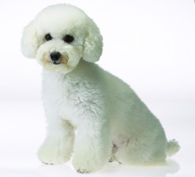 世界最聪明的狗狗排名,世界猛犬排名前十的狗狗品种