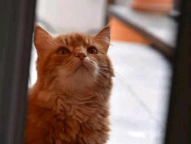 告诉你们养猫到底有什么好处,告诉你养猫的十个好处