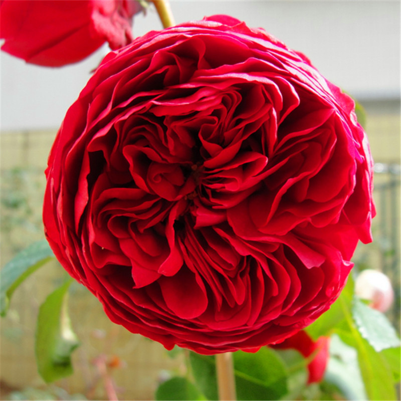 北方院子里种什么藤本月季,藤本月季院子