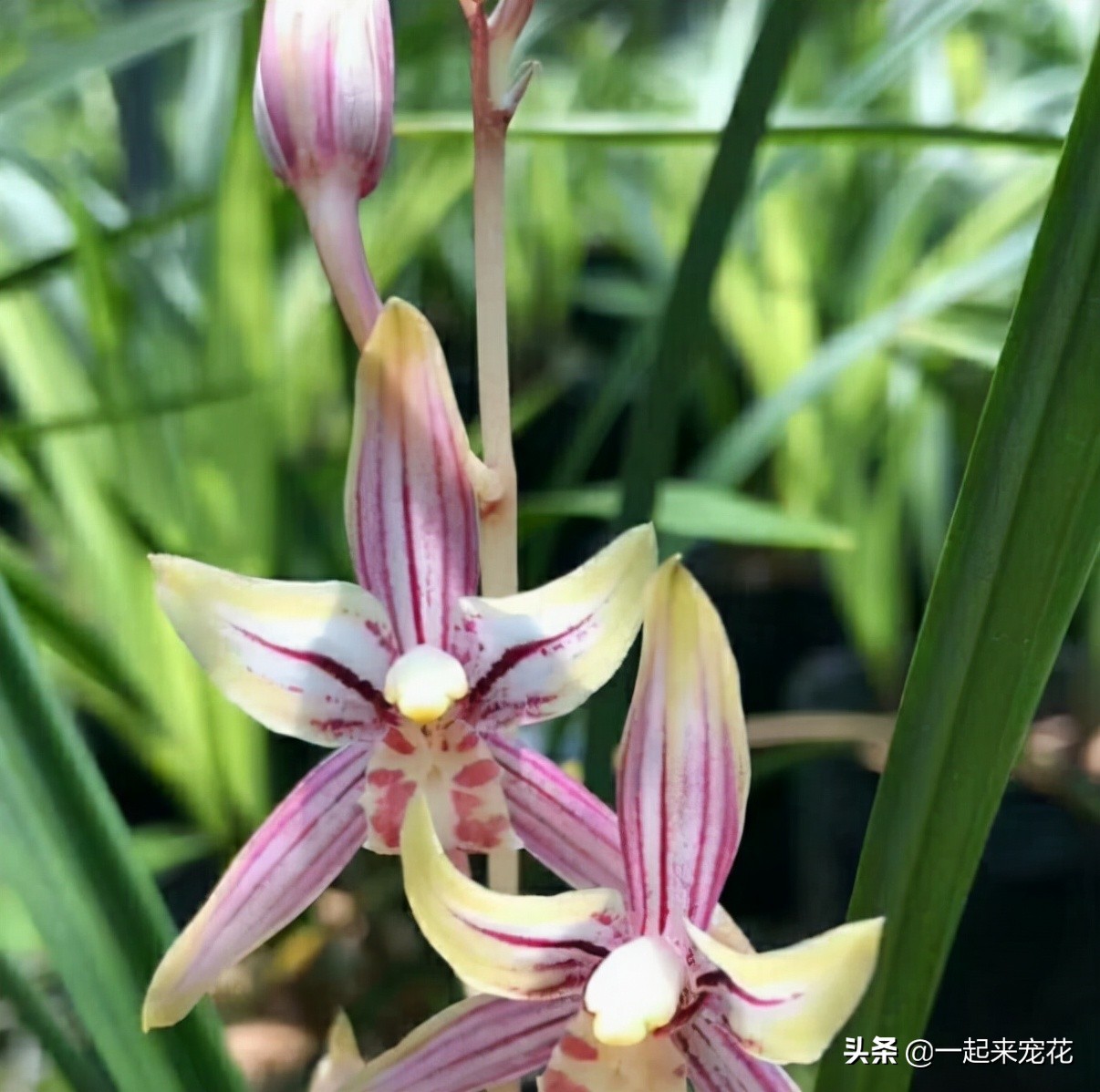 兰花中最好看的奇花,现在有花苞的兰花该怎么养护