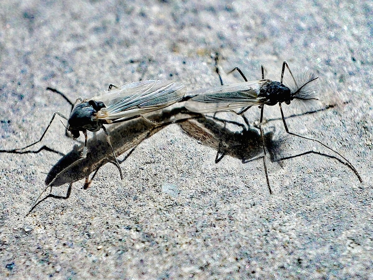 有一种小飞虫比蚊子小咬得特别疼,有一种小虫叫蠓子叮人很厉害