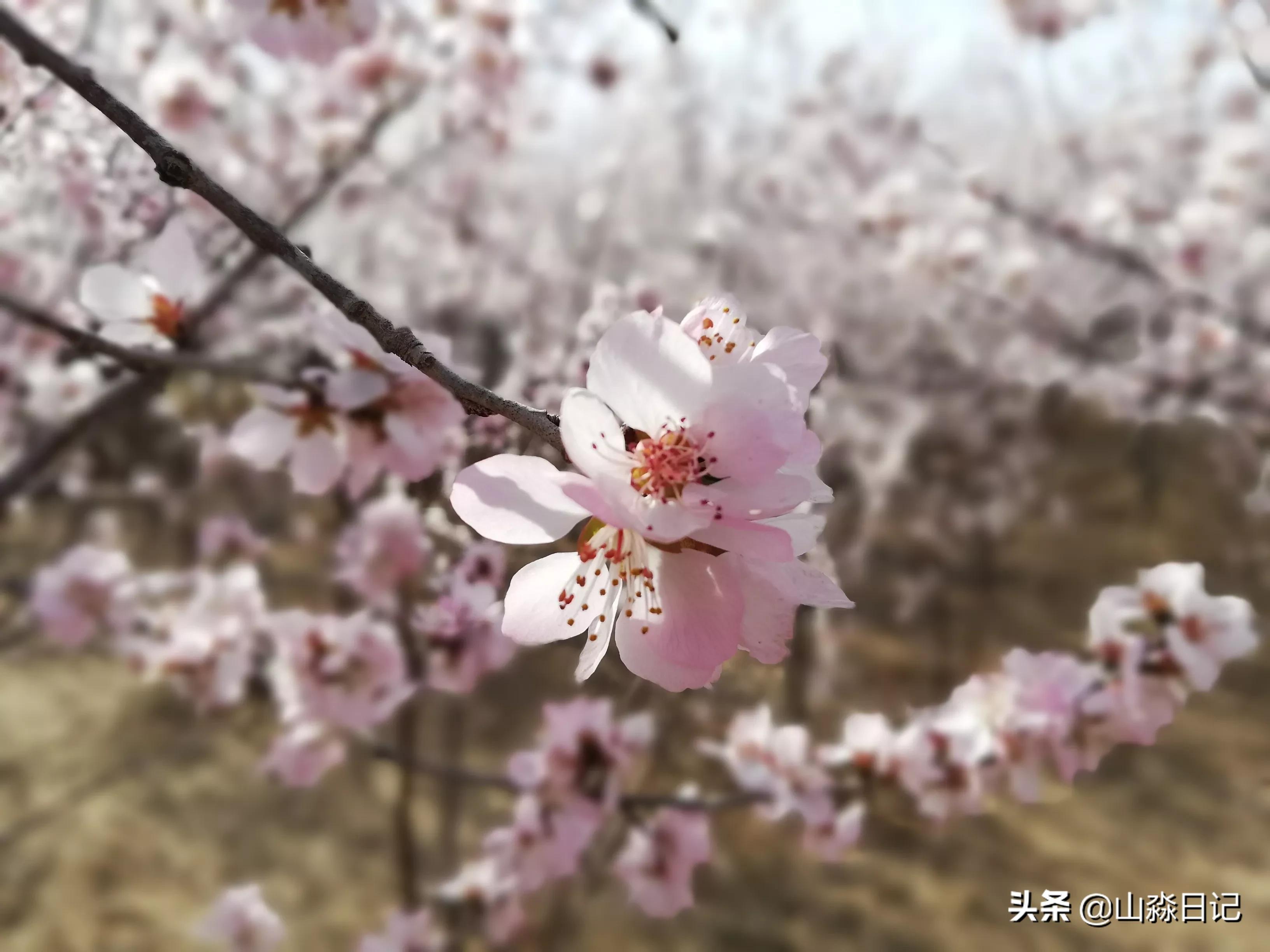 桃花，柳树，父子