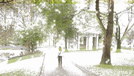 被柳絮困扰,被柳絮搞到崩溃是什么体验