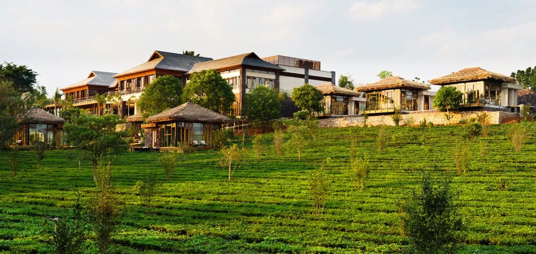 十里春风，不如一盏春茶