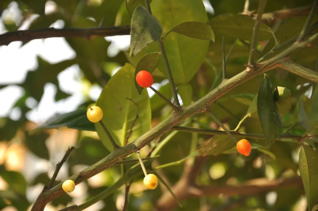 一些像土拨鼠一样的小故事