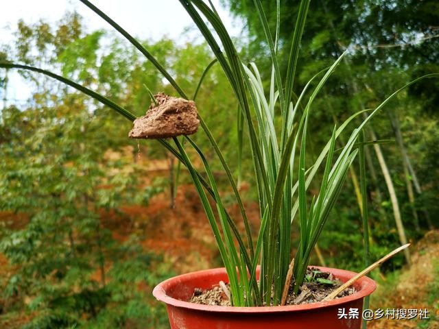 兰花怎样施肥用什么肥,兰花如何施肥最佳