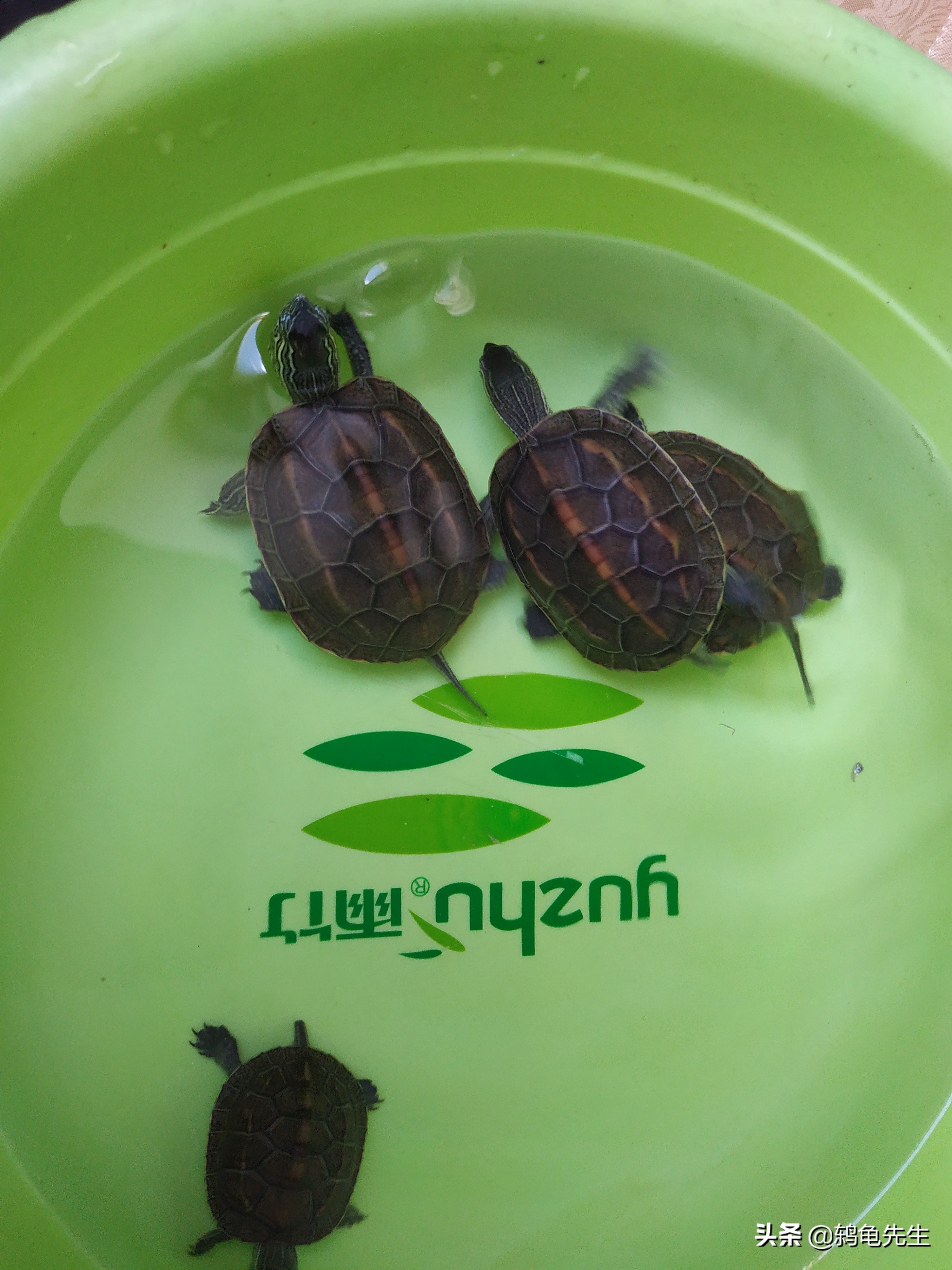 乌龟冬眠方法和注意事项,乌龟冬眠适合新手的方法