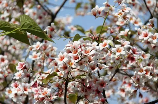 五一节国外旅游推荐地方,五一假期适合去哪里旅游国外
