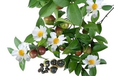 茶油小妙招,茶油怎样才算变质