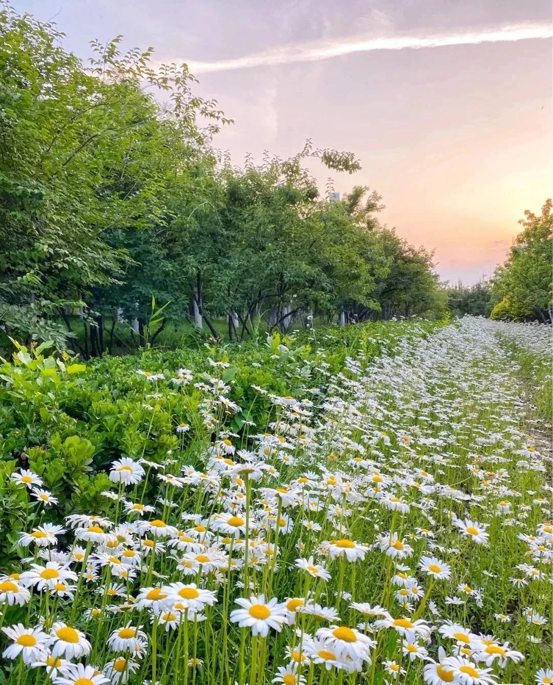 私藏拍照最好的地方,天津适合拍照又安静的地方