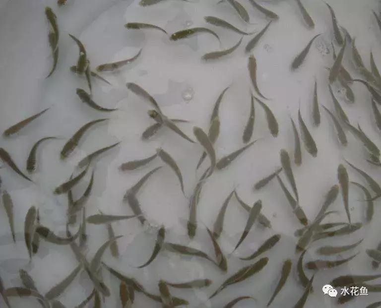 泡药浴用什么药最好,药浴的正确使用法