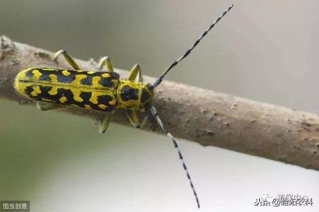 树下有蚁窝怎么办,树上有粪甲虫怎么办