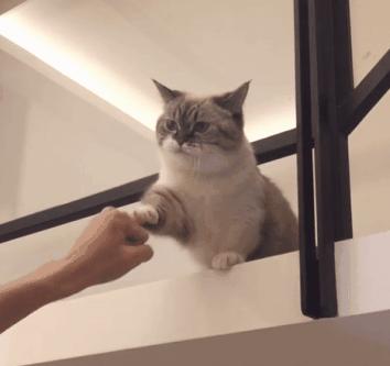 喵星人的反应能力超出常人,喵星人战斗力有多强