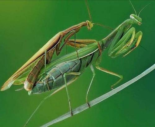 动物侠记：双刀客螳螂，双刀斗遍武林豪杰，却是个怕老婆的主