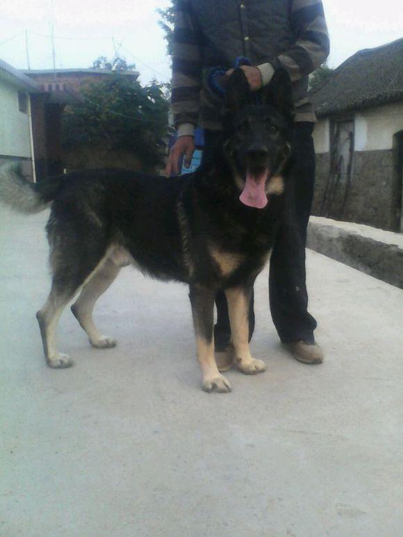 老版狼青犬多少钱,老版狼青犬体型标准