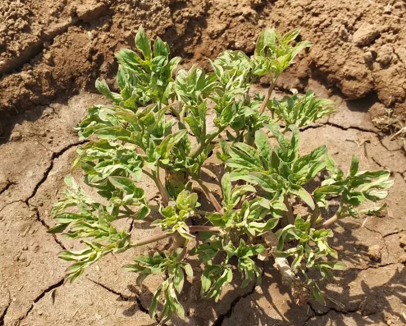 牡丹花夏天叶子落光了怎么办,牡丹花叶子打蔫怎么办