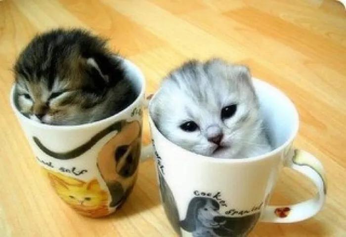 常养的猫有什么品种,十大便宜好养的猫品种猫排名