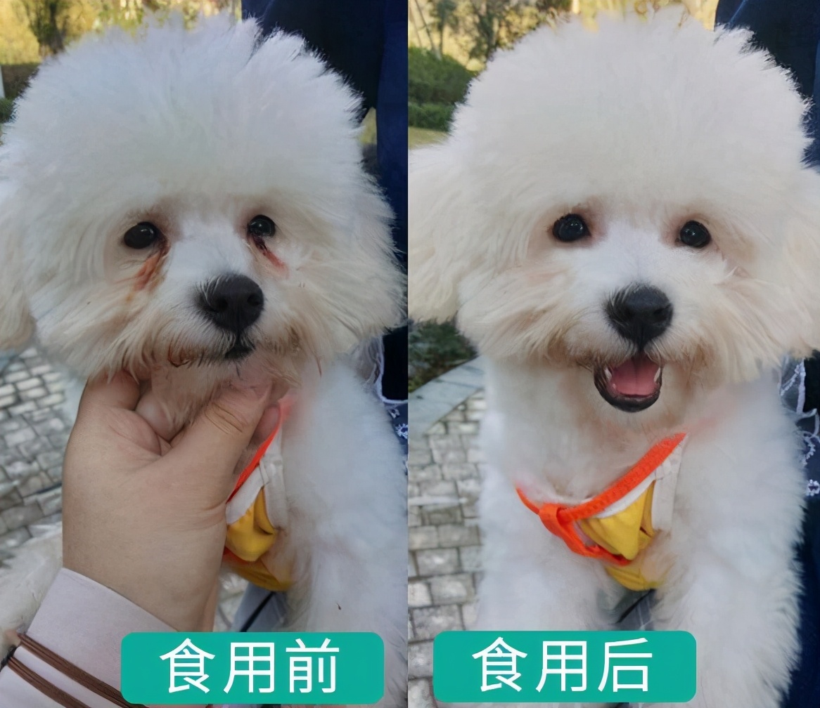 比熊泪痕严重四大办法轻松消除,比熊吃什么狗粮缓解泪痕