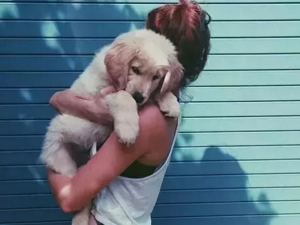 狗狗如果不听话就让它怕你,对狗狗做5件事它可能会讨厌你