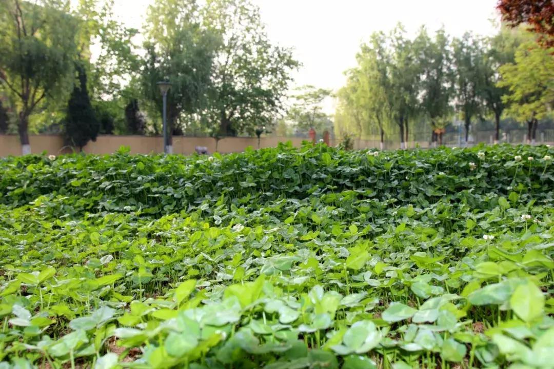 西安博爱国际学校教学质量,西安博爱国际学校