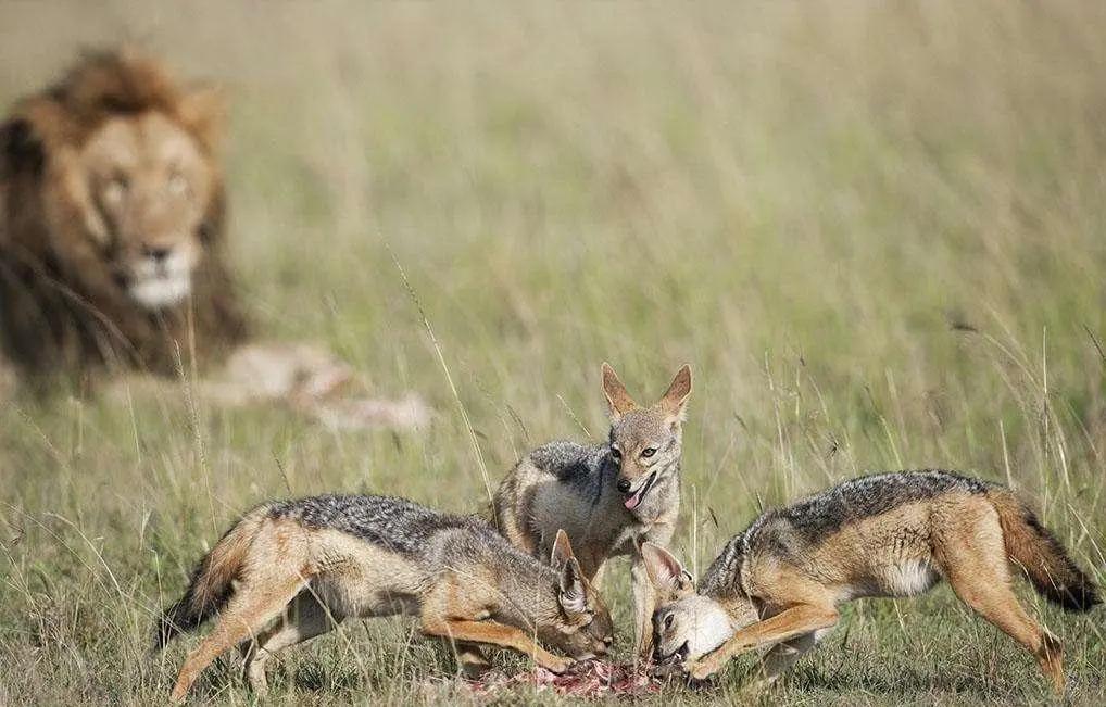 胡狼“大帝”：比平头哥胆子还大的非洲蹭饭王
