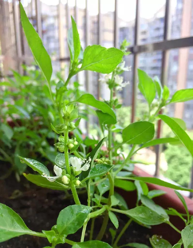 可以调味增香的蔬菜,让你越吃越香的蔬菜