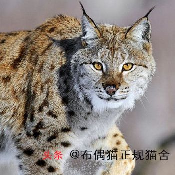 宠物猫猫品种大全,大型猫都有哪些