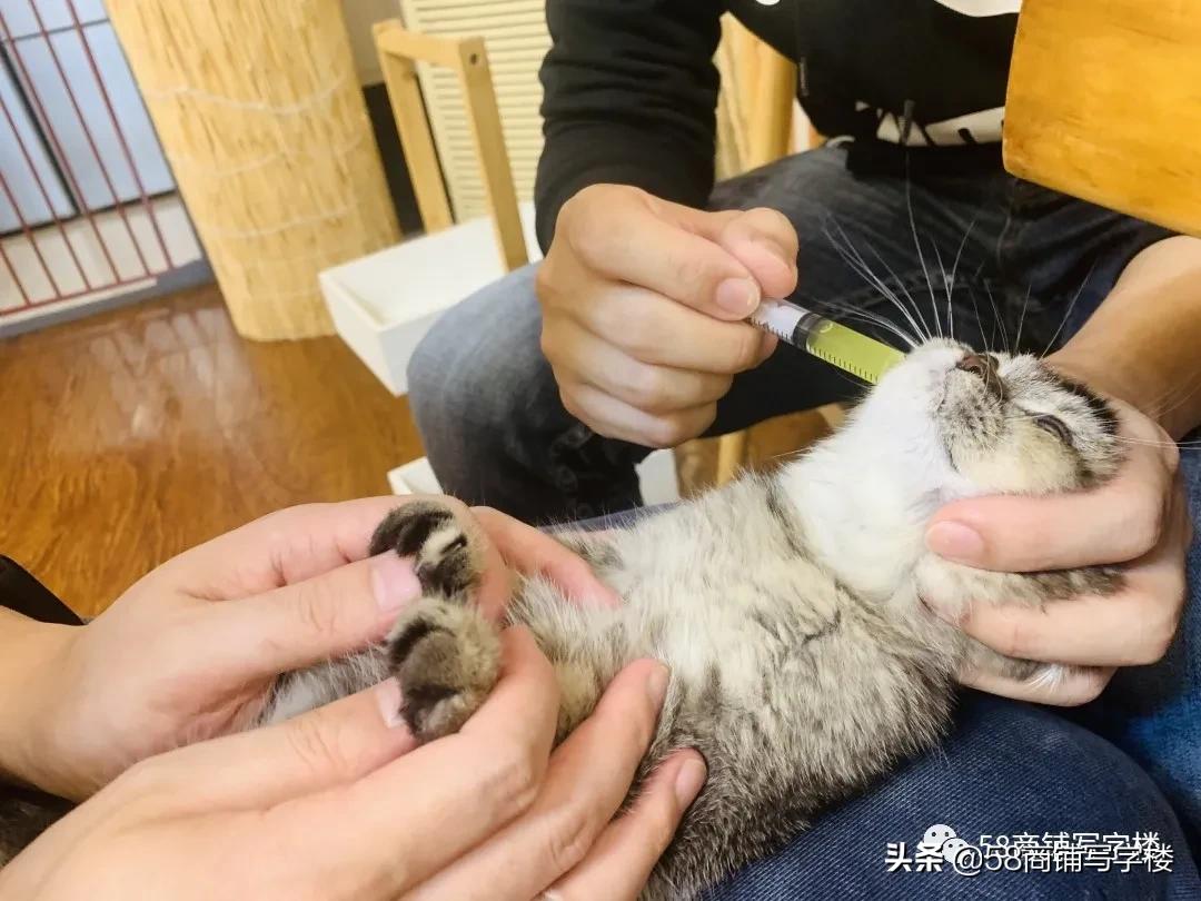 盲盒式商业！撸猫洗jio泡吧…重*红庆**鼎国际撑起一片空中生意？