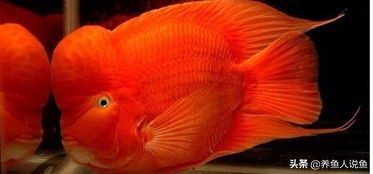鹦鹉鱼起头的正确方法,起头鹦鹉鱼多少钱