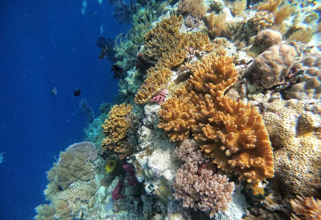 菲律宾签证最新申请条件及流程,如何自己办理菲律宾签证手续流程